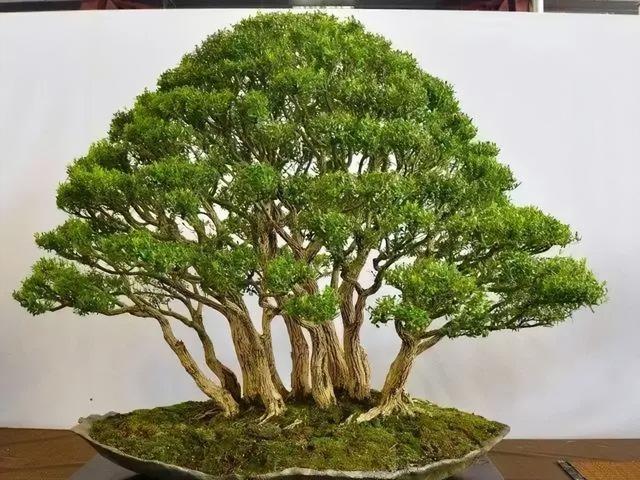 门前风水十大吉祥花，风水十大吉祥花排行（庭院里种“富贵树”）