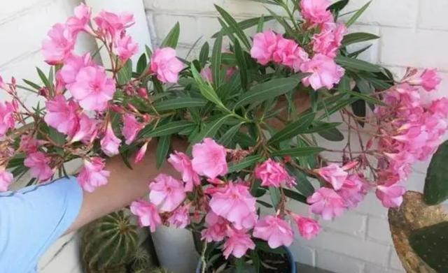 家里千万不能养的6种花，家里千万不能养的6种花有哪些（6种“有毒花”别乱养）