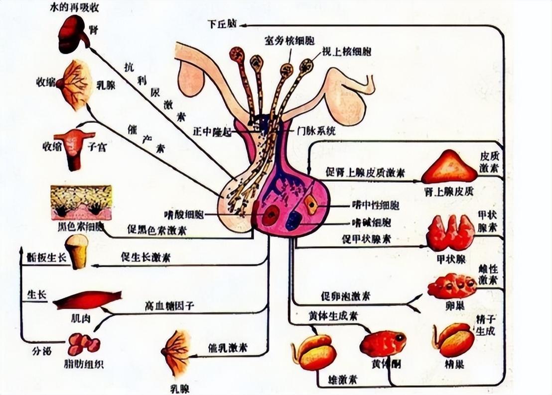 一,女性私处的生理结构