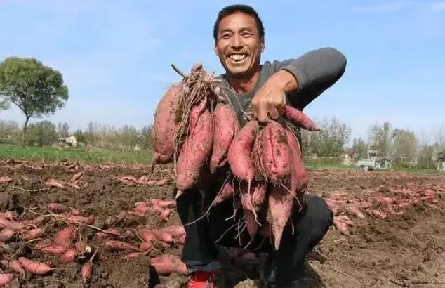 白薯是什么，白薯是什么动物（湖北话，为何把人傻说为“苕”）