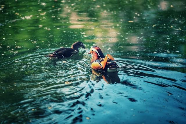 做什么梦说明爱情要来了，什么梦预示真爱到了（爱情魅力追求梦）