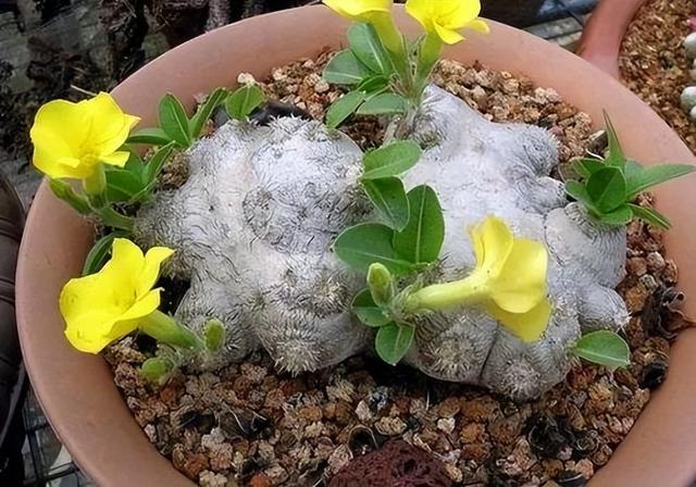 睡火莲介绍，睡火莲图片大全（8种“贵族花”）