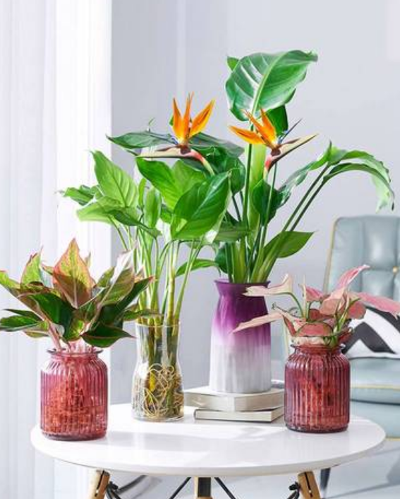 室内植物100种大盆栽，好养而又适合室内养殖的盆栽（园艺师给大家介绍10种适合室内养的花卉盆栽）