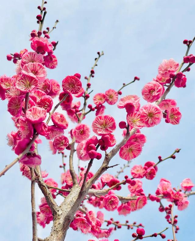 扶桑花的花语及寓意，扶桑花的花语及寓意是什么（却被冠上不祥的寓意）