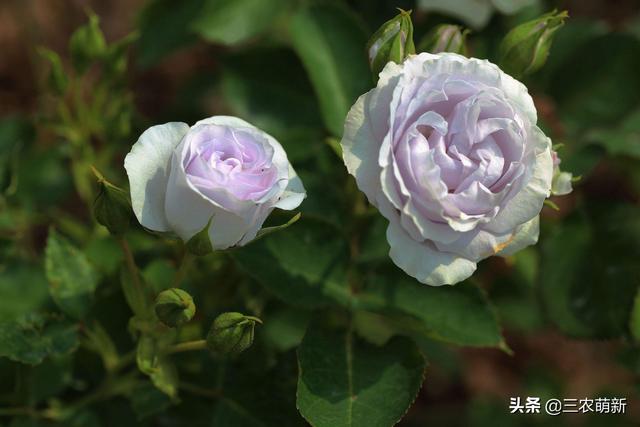 月季花的生长过程，月季从播种到发芽、长叶、开花的全过程（附带图片大全和种植方法）