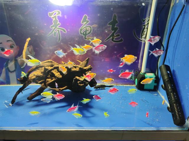 回头鱼是什么鱼，豆辣回头鱼做法步骤（实践证明最关键的问题只有一个）