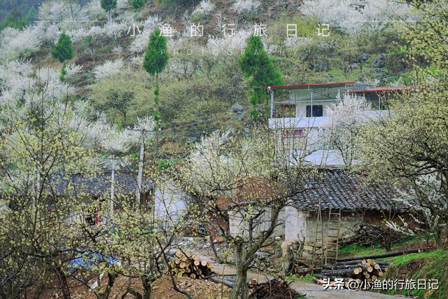 万亩油菜花海游玩攻略，奔赴川陕交界的巴山秘境