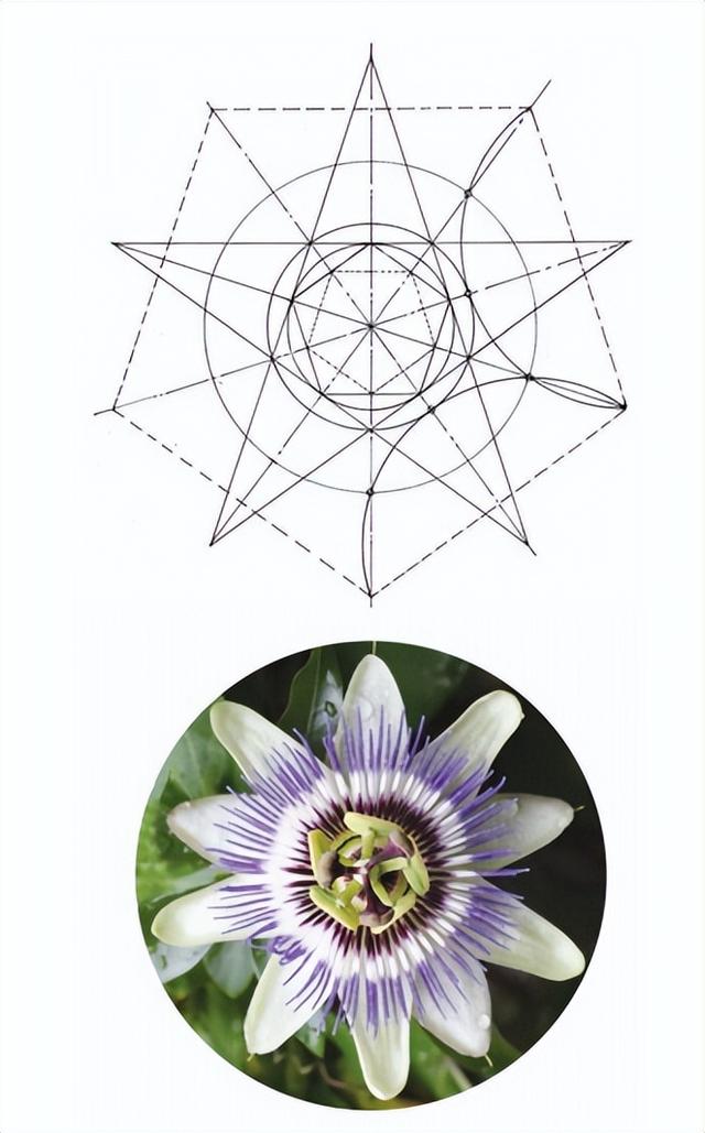 花朵的构造有哪些，花朵的组成结构（暴力拆解花朵的几何结构）