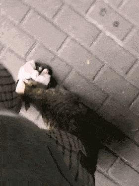 猫一直叫个不停是怎么回事，猫咪一直叫个不停是怎么回事（猫咪一直叫是怎么回事）