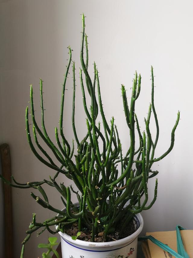 法国香水藤有毒吗，法国香水植物爬藤有毒（很多人家里都养了）