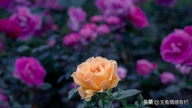 男人没放下前妻的表现，没放下前妻的表现（男人能忍多久不联系前妻）
