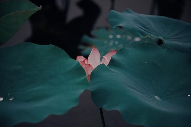 形容花漂亮唯美的诗句，形容花花草草非常优美的诗句（看盛夏最美丽的景象）