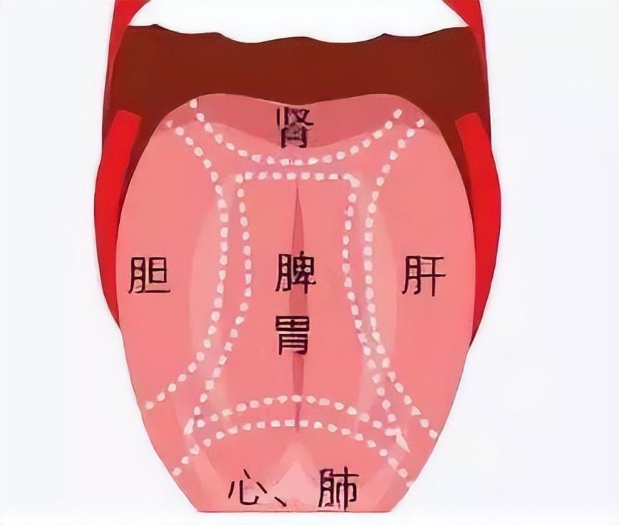 舌头代表五脏六腑的图图片