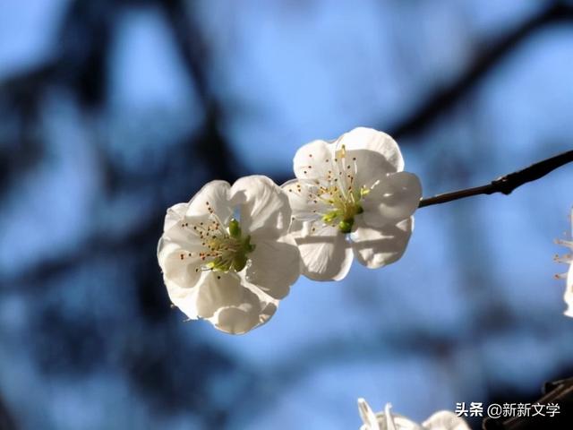 红尘过客的歌词，杨琼洁诗选