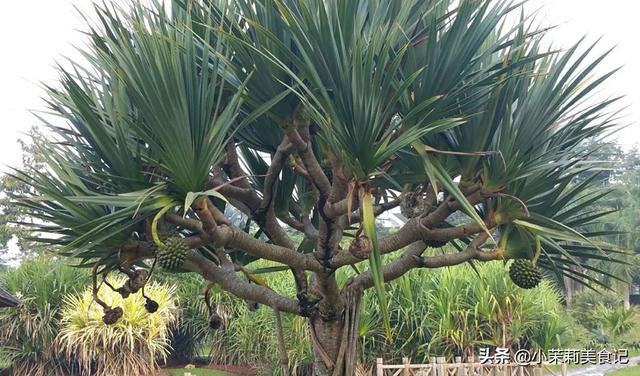 芦苇叶怎么保存时间长，芦苇叶保存方法（带你认识农村15种常见的“粽子叶”）