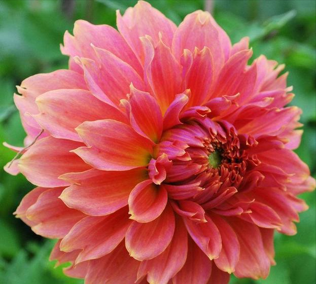 代表富贵吉祥寓意的花，代表富贵吉祥寓意的花朵（到底哪些花是“招财”花）