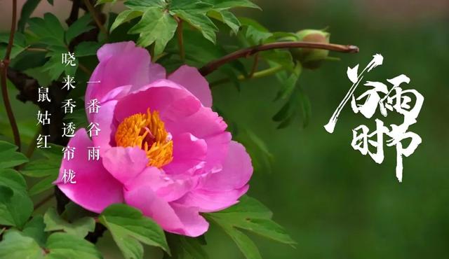 关于谷雨的古诗，关于谷雨的古诗有哪些（一起感受古诗词里的谷雨）