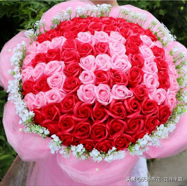 11朵玫瑰代表什么意思，十一朵玫瑰代表什么意思（不同颜色玫瑰花代表含义是什么）