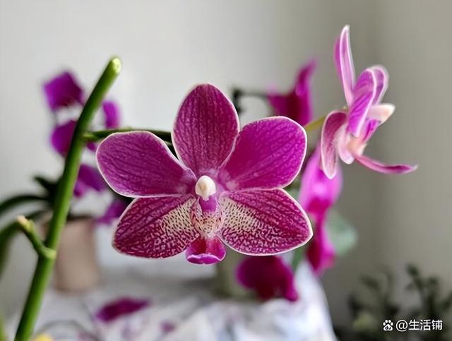 花蔫了怎么救活，花晒蔫了怎么补救合适（3个方面注意方法，轻松养开花）
