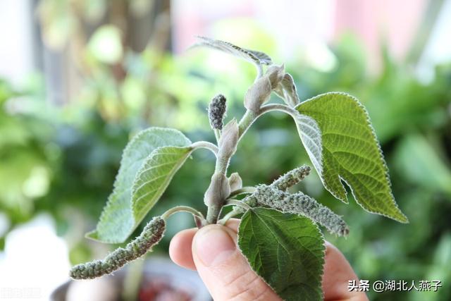 春天的花有哪些，春天21种可以食用的鲜花（一年四季都盛开的花是什么花）