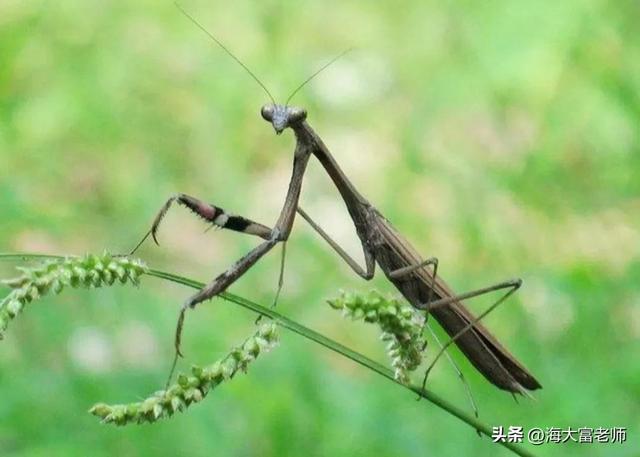 史上最大的螳螂，4只凶猛程度超乎你想象的昆虫