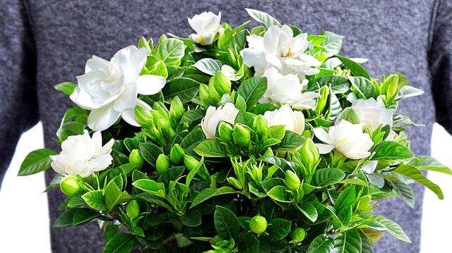 栀子花的养殖方法，栀子花的养殖方法要点（保准你的栀子花养开花）