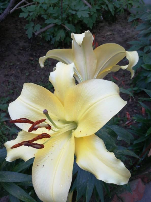 香水百合有毒吗，香水百合有毒吗 能放在卧室里吗（家有小孩请远离）