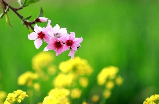 形容春暖花开的古诗词，关于春暖花开的诗句有哪些（从古诗词里走来）