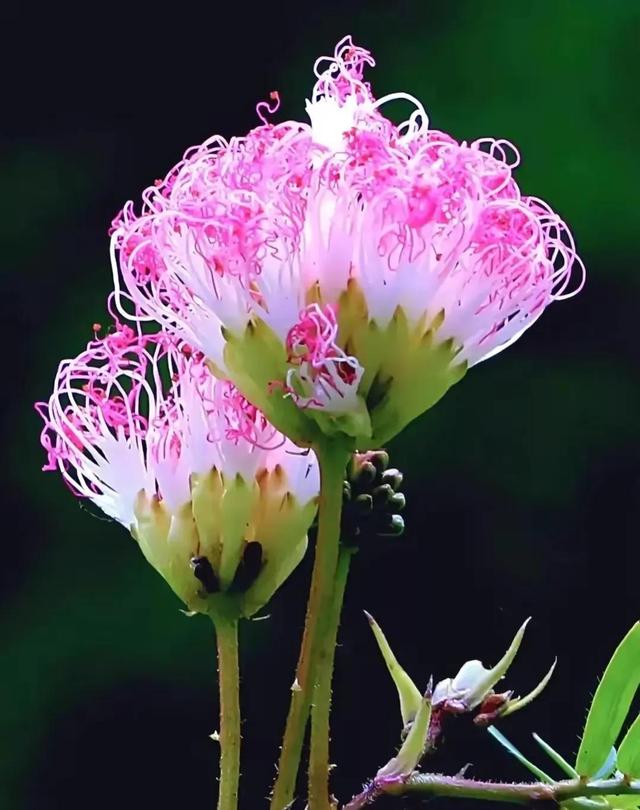 繁花似锦下一句是什么，一路繁花似锦下一句是什么（美醉你的心田）