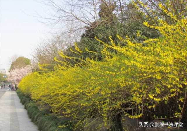 梦见植物是什么征兆，干货丨植物寓意篇