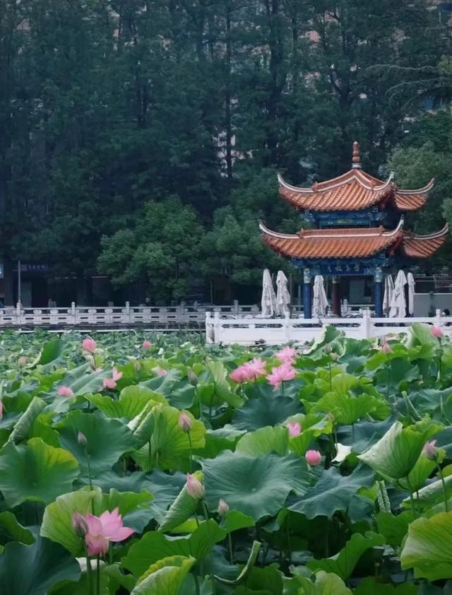 云南最好吃的野生菌在哪，中国最浪漫城市非她莫属