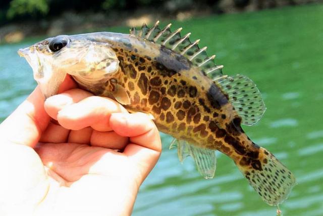 江团价格今日价格表，白江团贵还是黑江团贵（前五种鱼钓时要小心）