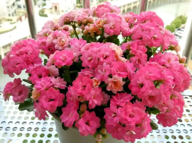 花与生活的关系花在生活中的用途，花给生活中带来了什么（美丽温馨又健康）