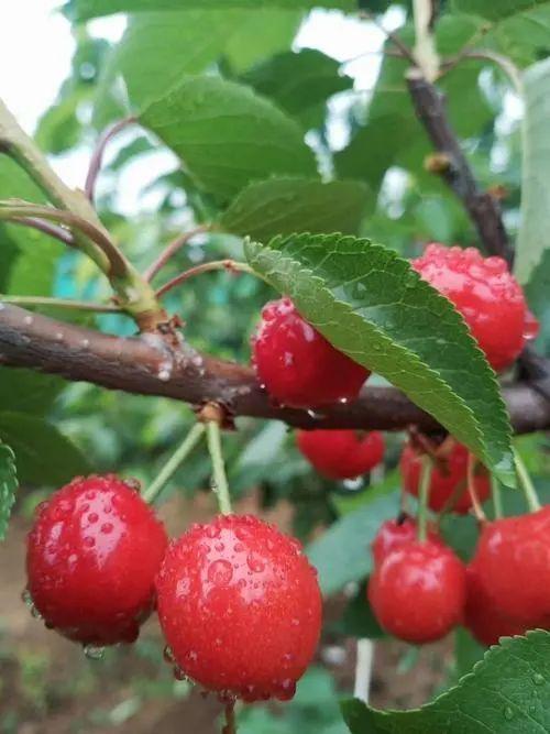 西安有哪些特色水果，陕西特色水果（水果在西安也有“盛唐气象”）