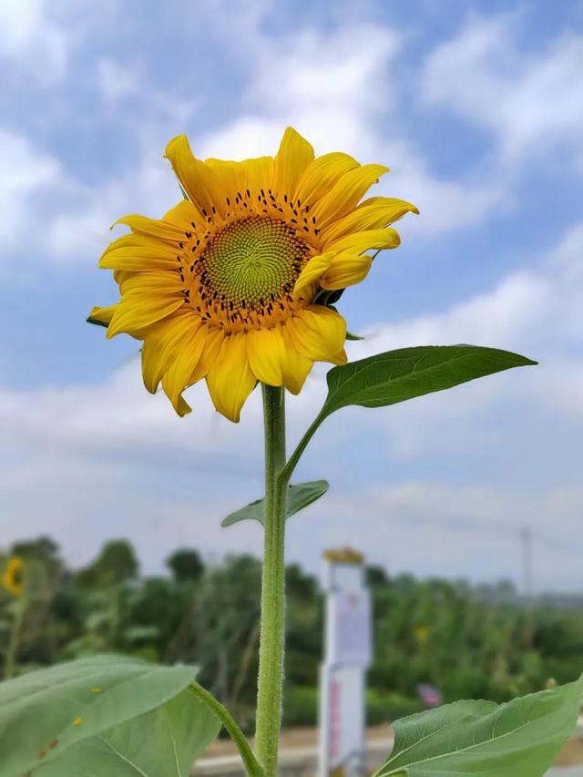 向日葵盛开的夏天，向日葵发圈配文（夏日的向日葵）