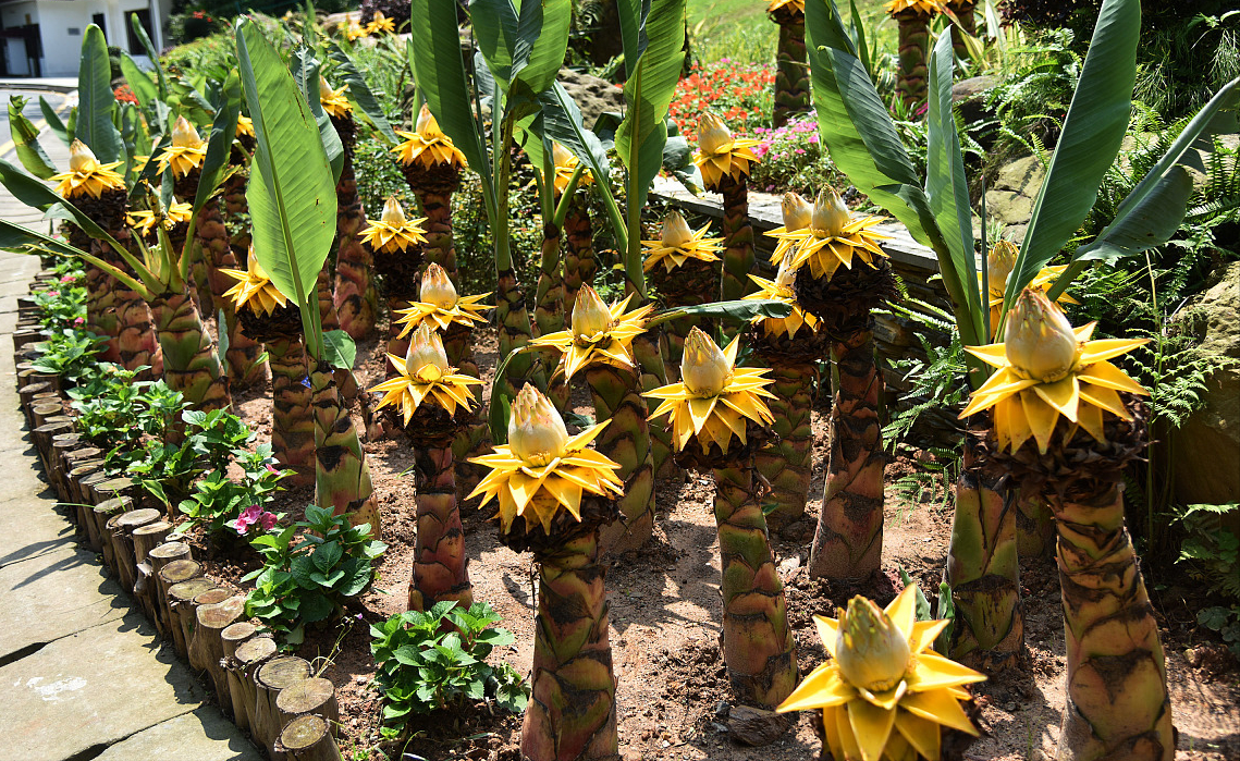 象征高贵的花，清冷而高贵的花（养在家里气质不凡）