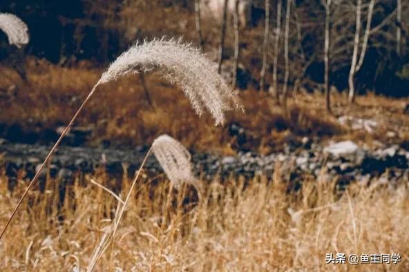 清明节气谚语有哪些 清明节的农事谚语和天气谚语，清明节气谚语有哪些（天气预报：重阳节将至）