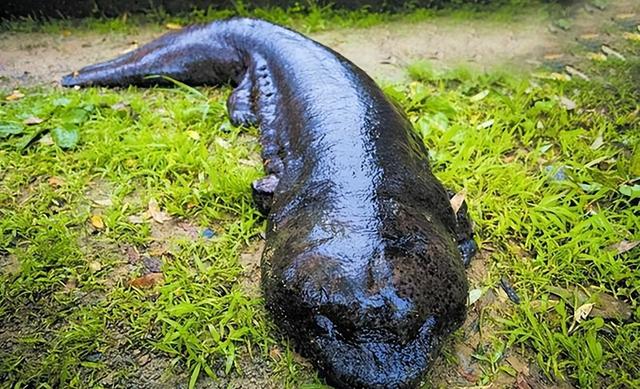 水虺是娃娃鱼吗,娃娃鱼是干嘛的(《山海经》现存物种之一)