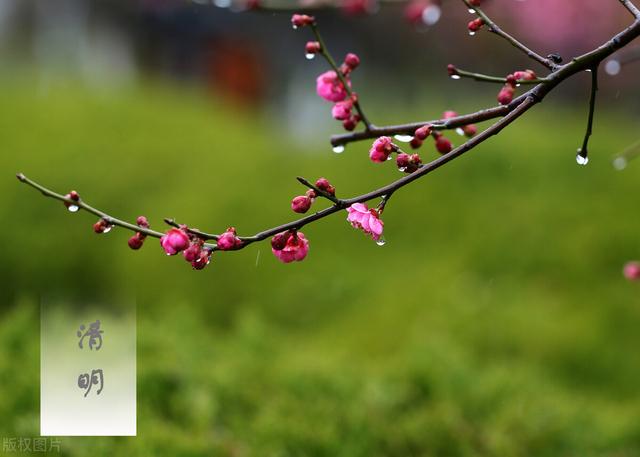 清明酒，清明酒多少度（一杯清明酒，遥寄相思意）