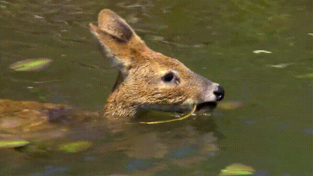 鹿血酒多少钱一瓶，鹿血酒一瓶500ml要多少钱（这是人们认为它是仙兽真正的原因）