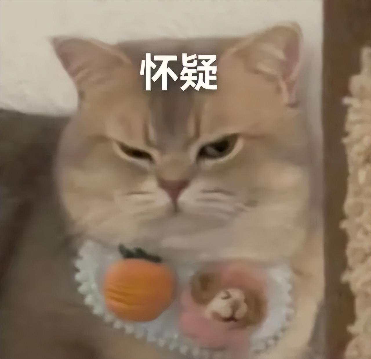 母猫做绝育手术多少钱 猫绝育针多少钱一支