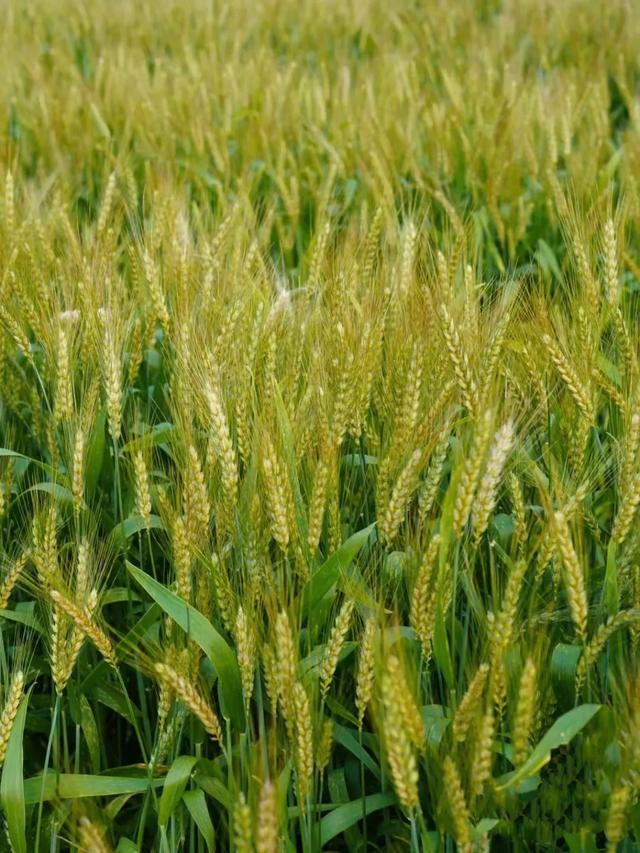 从化旅游景点大全，从化一日游旅游攻略大全（打卡吕田鹰嘴桃花+罗洞工匠小镇麦浪+莲麻小镇）