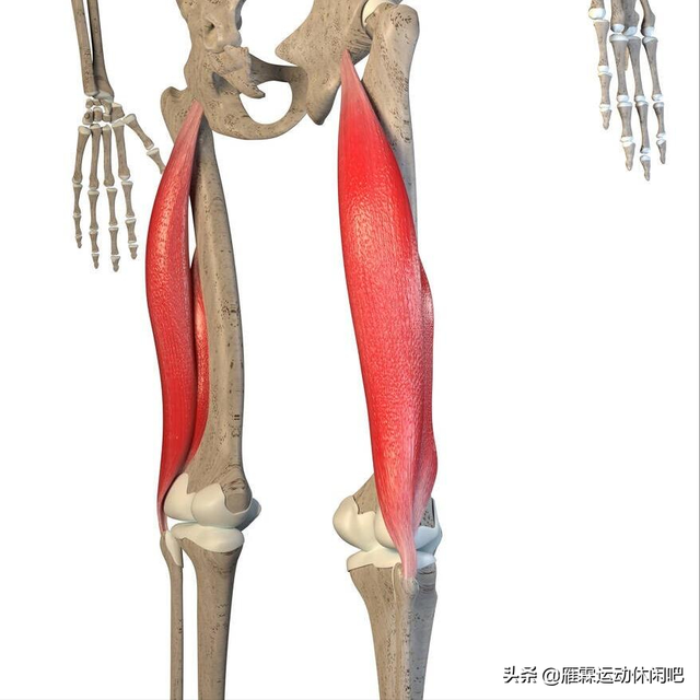 肱二头肌的位置，肱二头肌在哪（人体当中两块二头肌）