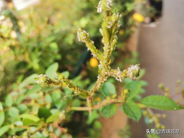 爬藤蔷薇怎么种，爬藤蔷薇有哪些（想养爬藤花木就选这种吧）