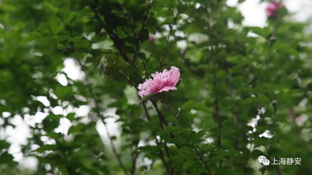紫薇花的花语和寓意，紫薇花的花语和寓意和象征（“紫薇”在古诗中的特别含义你知道么）