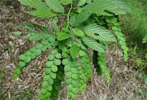 排钱树的植物学特点（排钱树分布和生长环境）