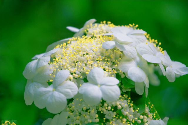 花语短句唯美句子，花语短句唯美句子八个字（一束花点燃爱）