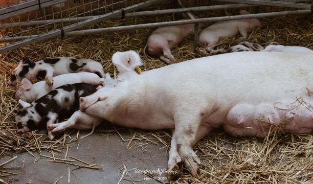 什么是具足虫，具足虫平安名堇（窥探奇异生物的世界）