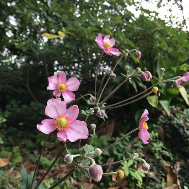 野棉花开花季节，打破碗花花也叫野棉花