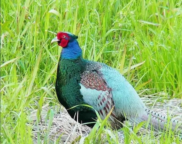 印度的国鸟是什么，各个国家的国鸟是什么（揭秘为什么中国还没有“国鸟”）